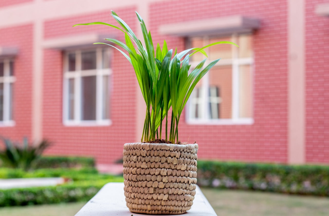 Woven Basket Planter in Natural | KalaGhar