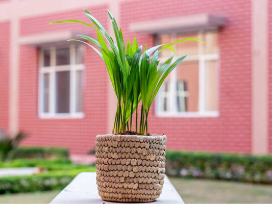 Diwali Corporate Gifting Idea - Best Handmade Woven Storage Baskets